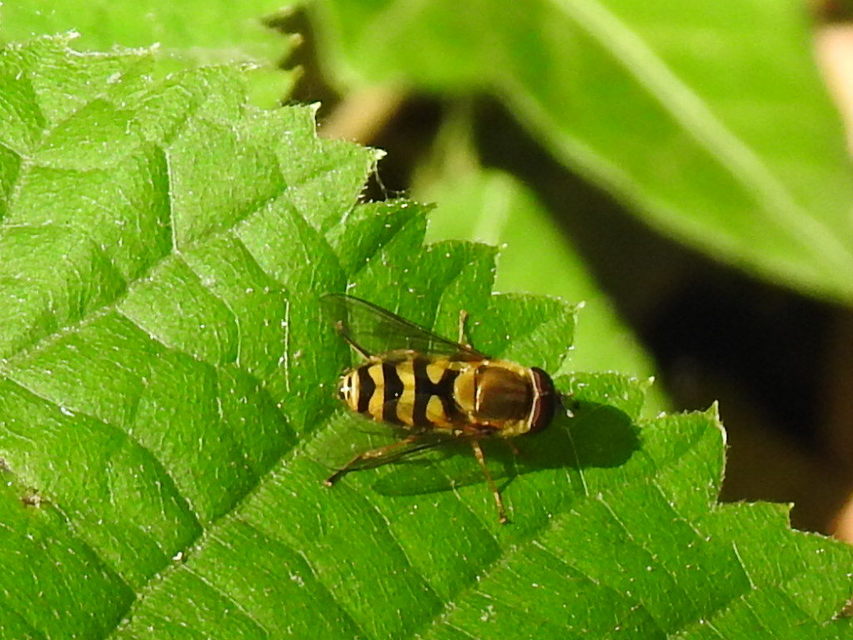 Syrphus