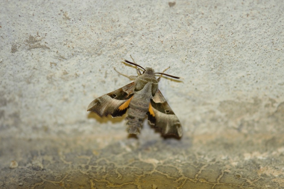 Proserpinus proserpina - törpeszender