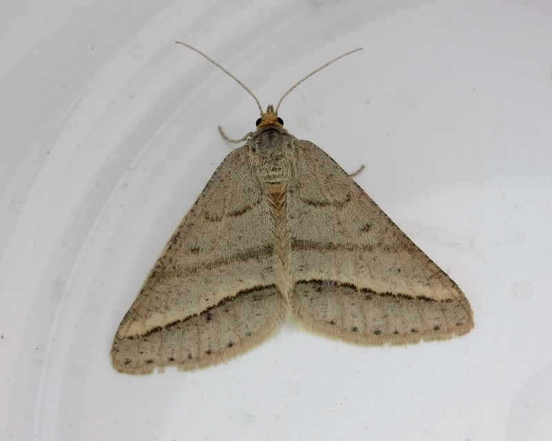 Tephrina arenacearia - lucerna-araszoló