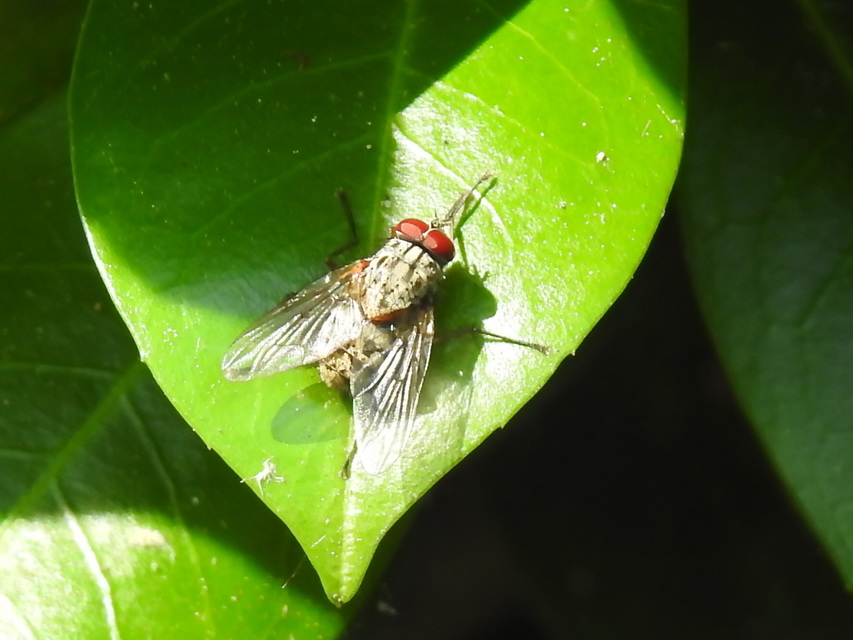 Phaoniinae