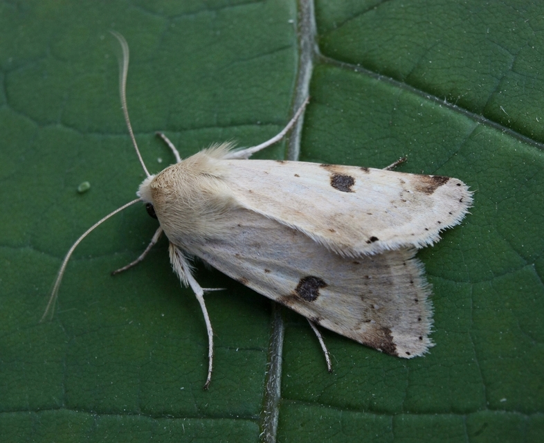 Heliothis peltigera - nagy veteménybagoly
