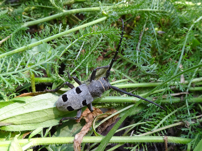 Morimus asper funereus - gyászcincér