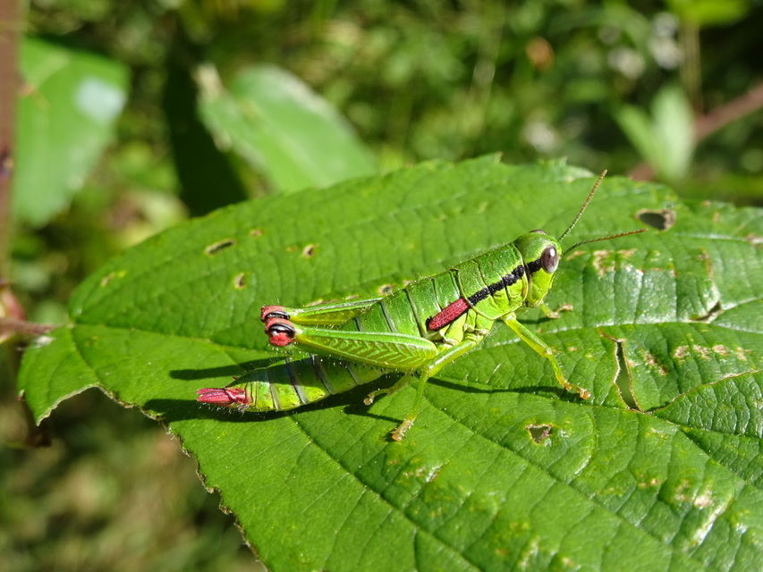 Odontopodisma decipiens - déli hegyisáska