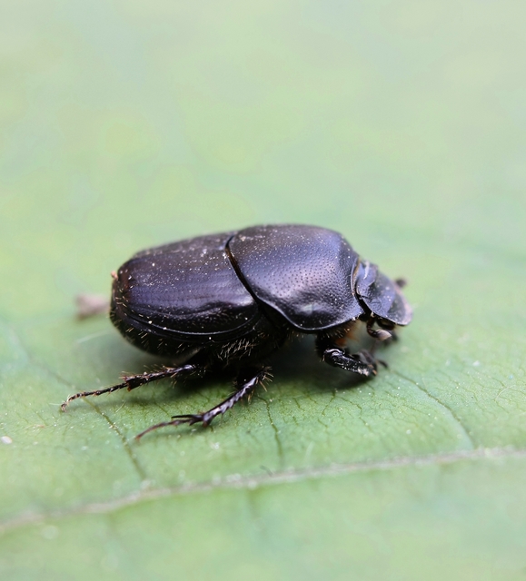 Onthophagus taurus - szarvas trágyatúró