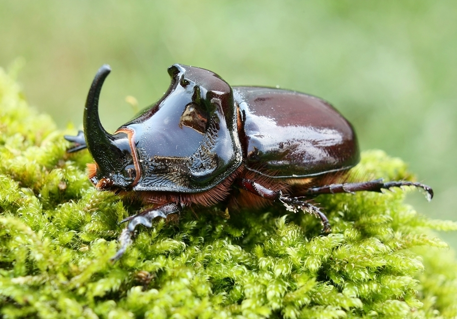 Oryctes nasicornis - orrszarvú bogár