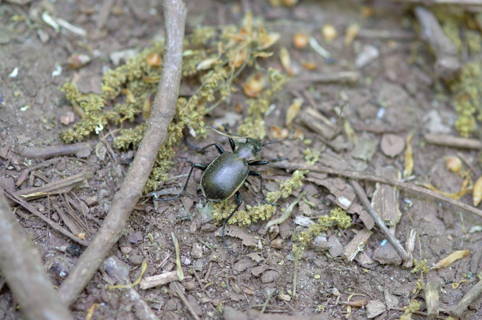 Calosoma inquisitor - kis bábrabló