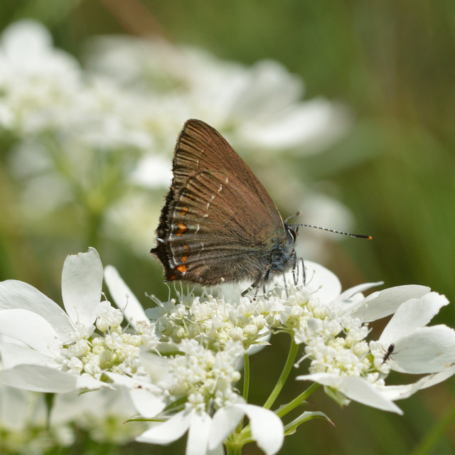 Satyrium ilicis - tölgyfa-csücsköslepke