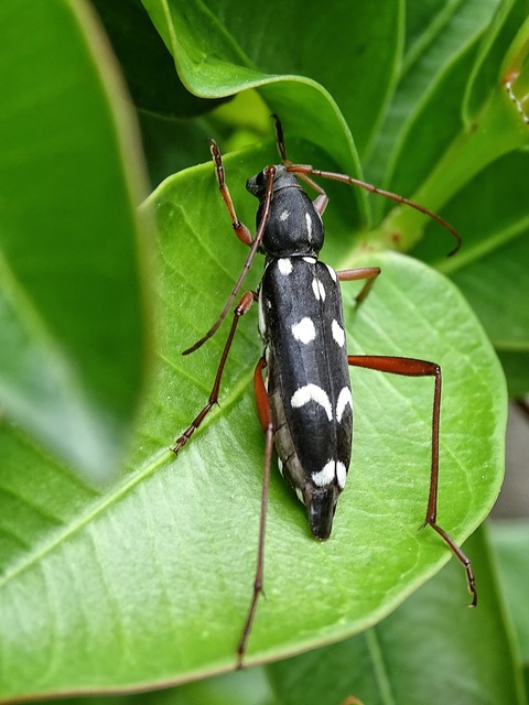 Isotomus speciosus - nyírfa-darázscincér