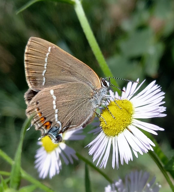 Satyrium spini - kökény-csücsköslepke