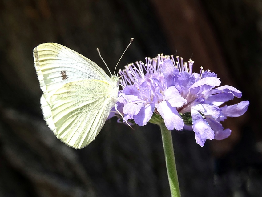 Pieris rapae - répalepke