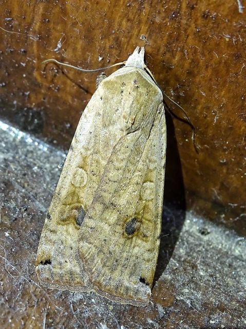 Noctua pronuba - nagy sárgafűbagoly