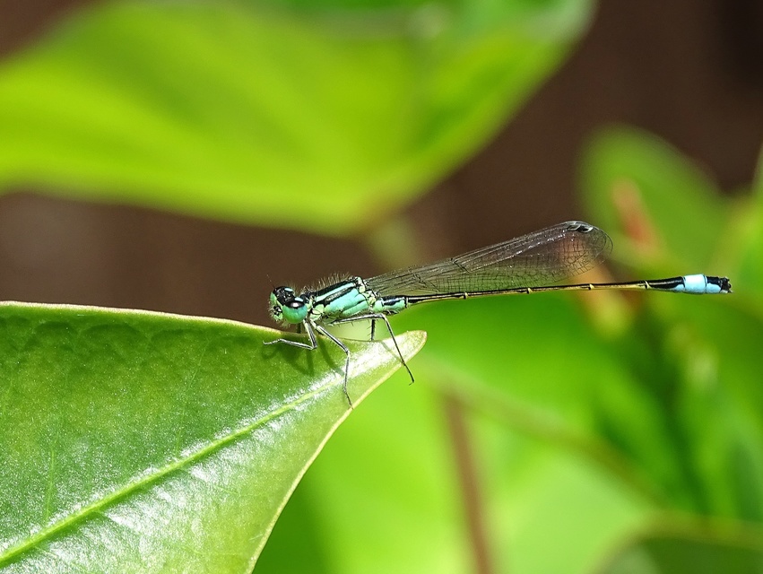 Ischnura elegans pontica - kéköves légivadász
