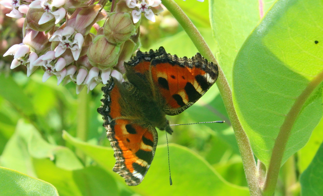 Nymphalis urticae - kis rókalepke