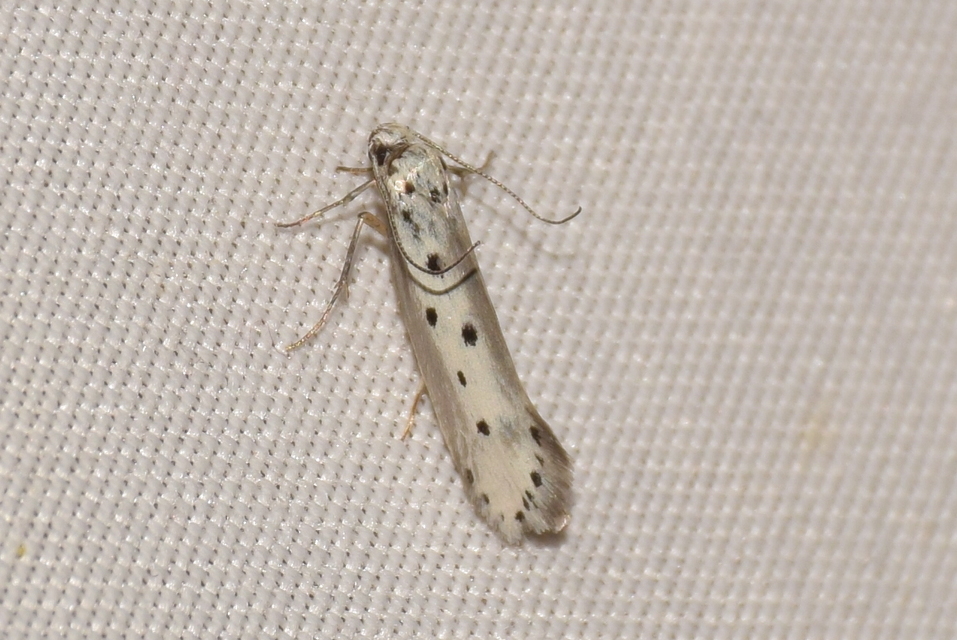 Ethmia terminella - hatpettyes feketemoly
