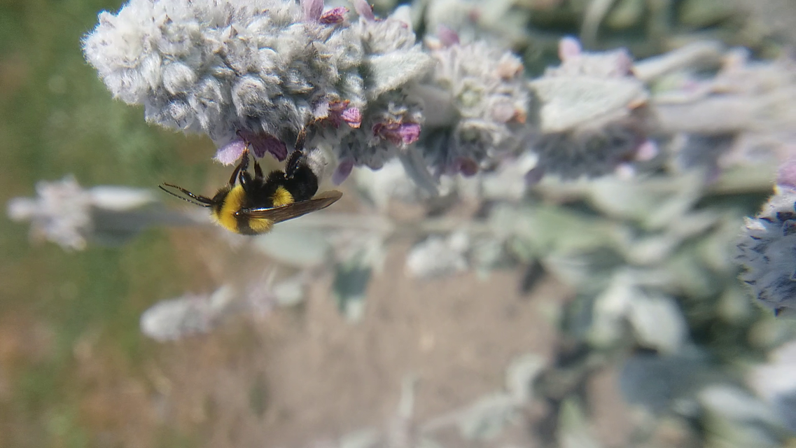Bombus argillaceus - délvidéki poszméh