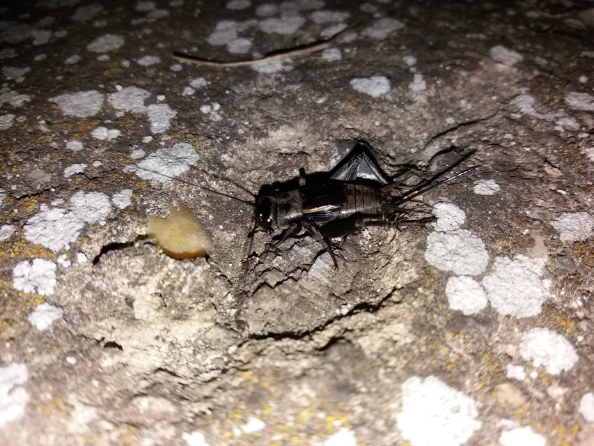 Melanogryllus desertus - fekete tücsök