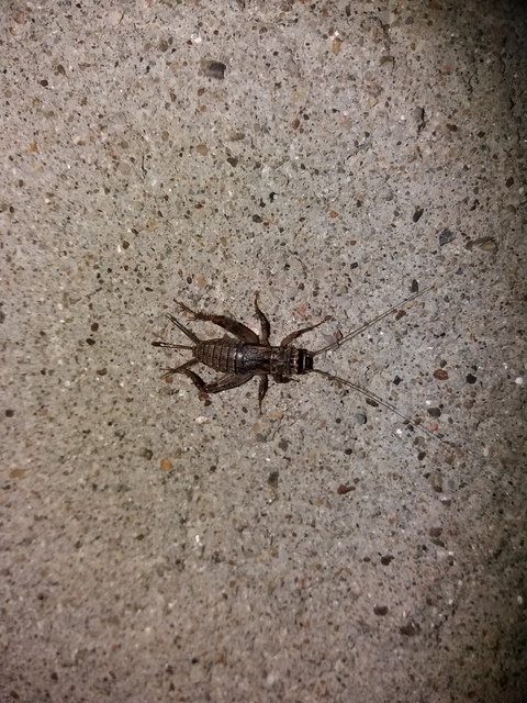 Modicogryllus truncatus - déli homlokjegyestücsök