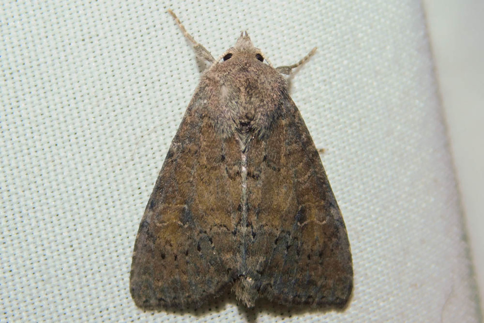 Parastichtis suspecta - sötét erdeibagoly