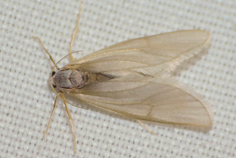 Acentria ephemerella - törpe vízimoly