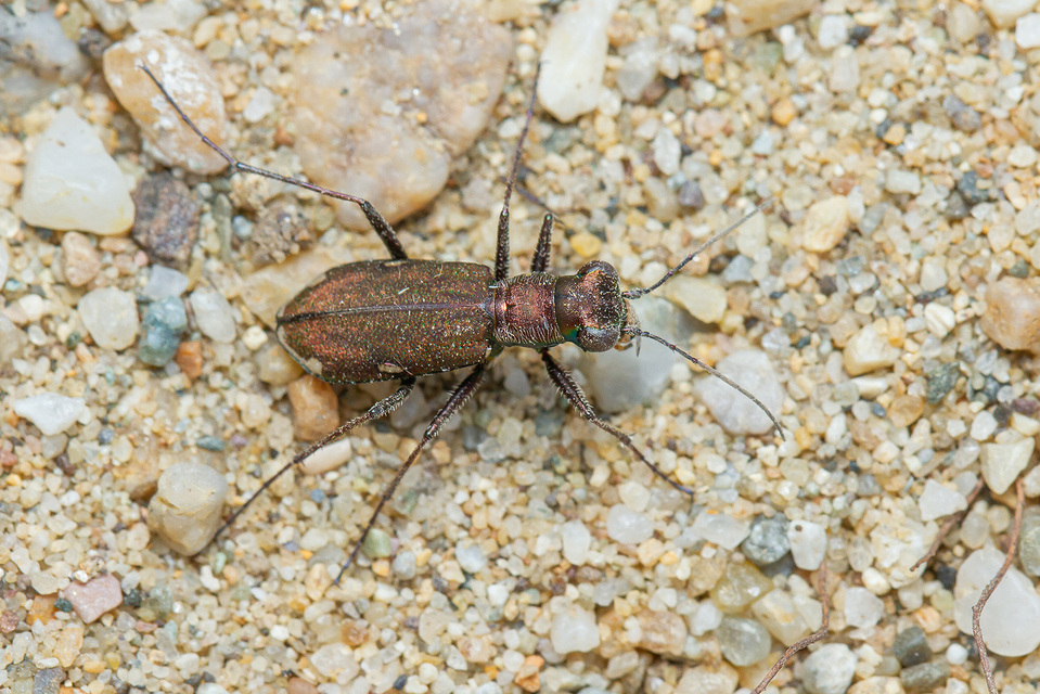 Cylindera germanica - parlagi homokfutrinka