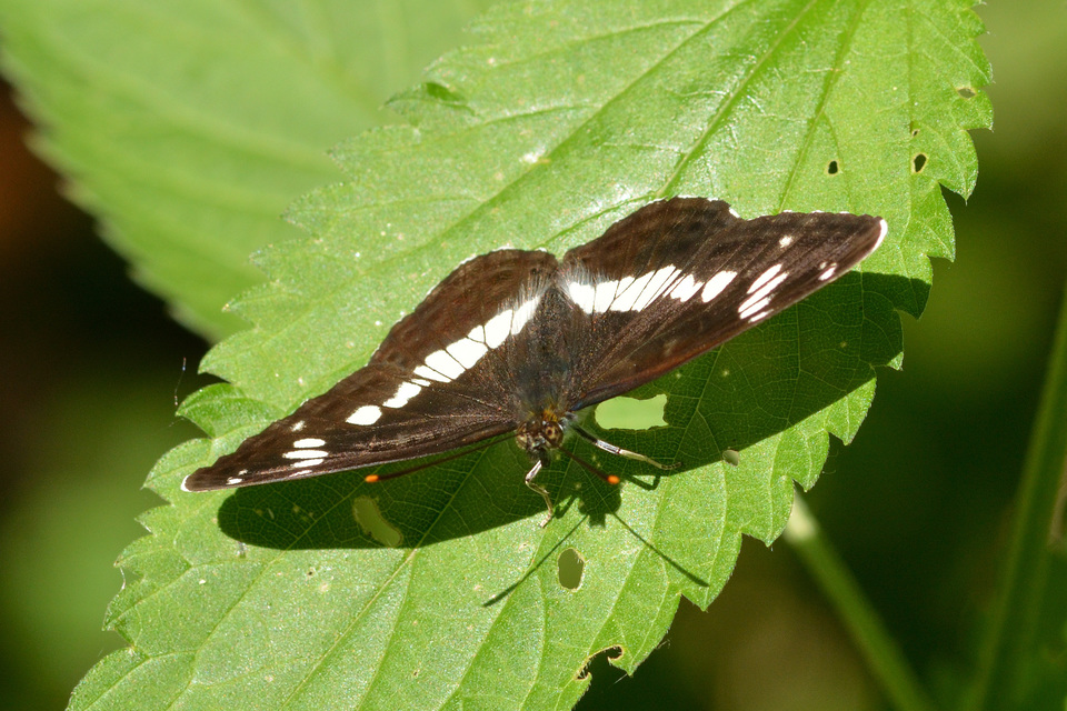 Limenitis camilla - kis lonclepke