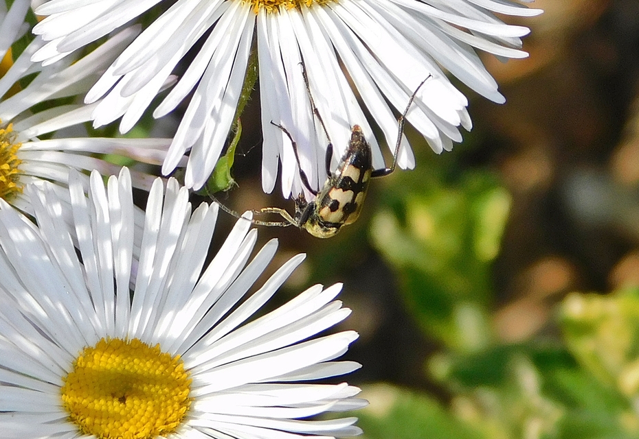 Pachytodes erraticus - rajzos virágcincér