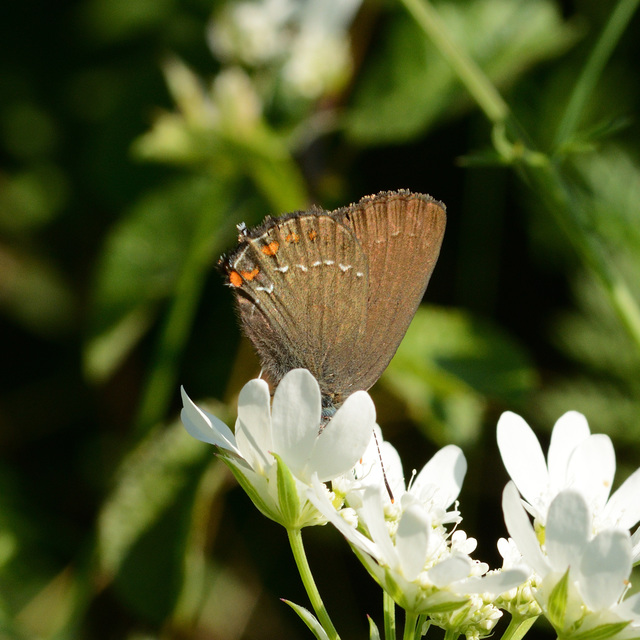Satyrium ilicis - tölgyfa-csücsköslepke
