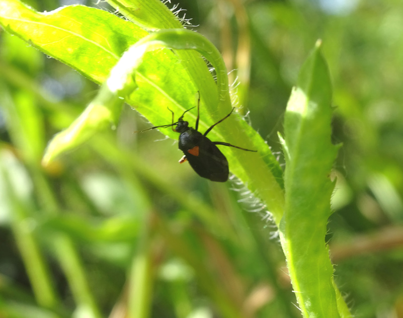 Deraeocoris ventralis