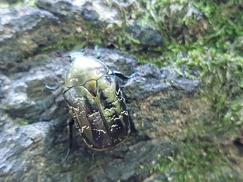 Protaetia marmorata - márványos virágbogár