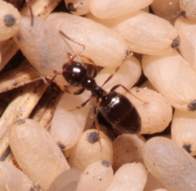 Plagiolepis pygmaea - lapos törpehangya