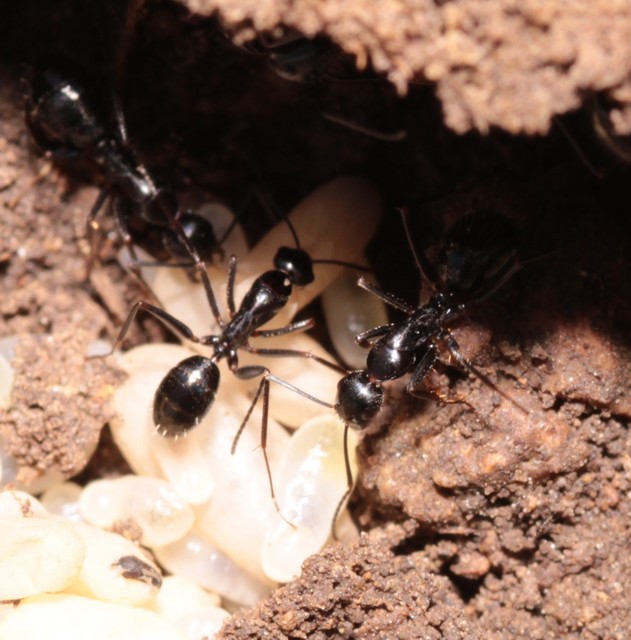 Camponotus aethiops - szőrös lóhangya