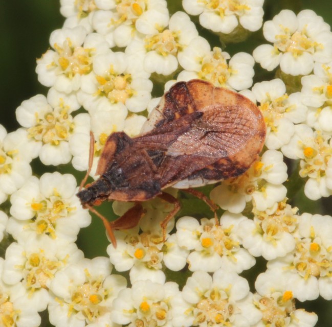 Phymata crassipes - fogólábú poloska