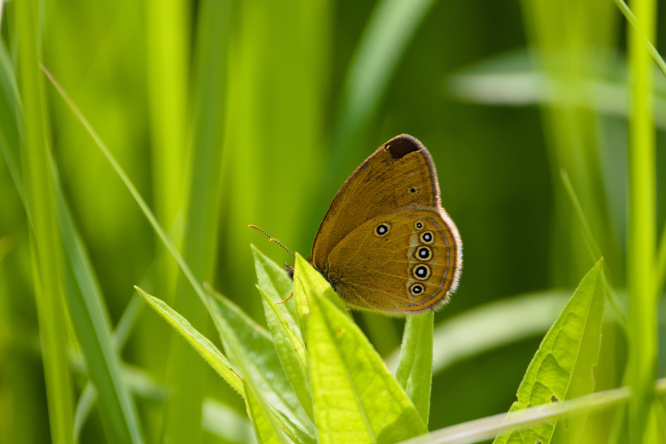 Coenonympha oedippus - ezüstsávos szénalepke