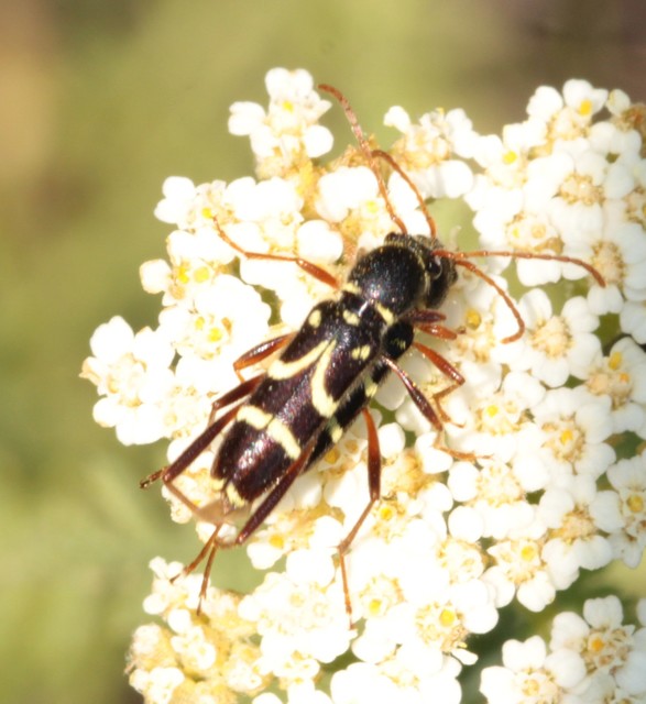 Clytus rhamni - benge-darázscincér