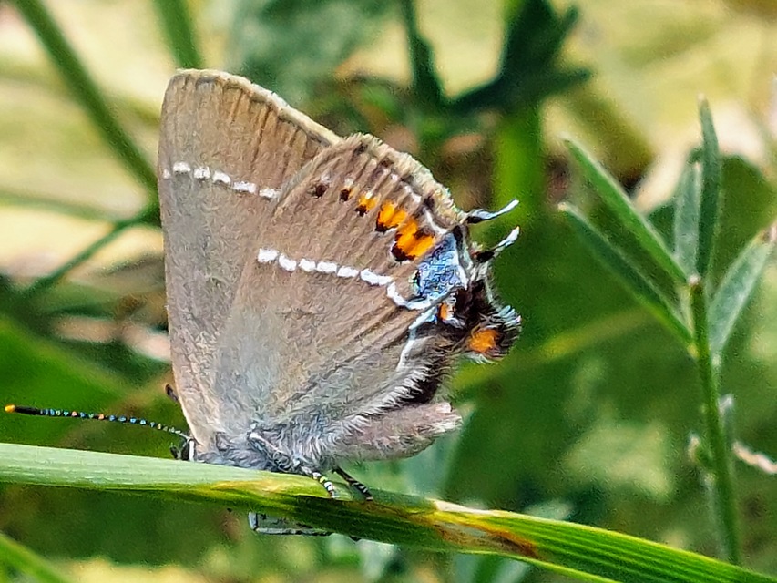 Satyrium spini - kökény-csücsköslepke