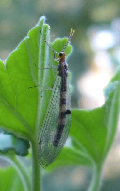 Megistopus flavicornis - kétfoltos hangyaleső