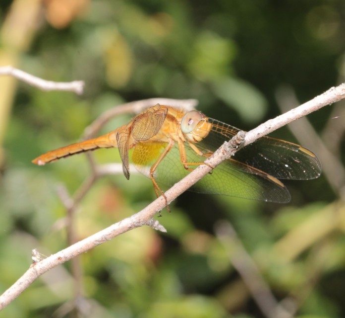 Crocothemis erythraea - skarlát szitakötő