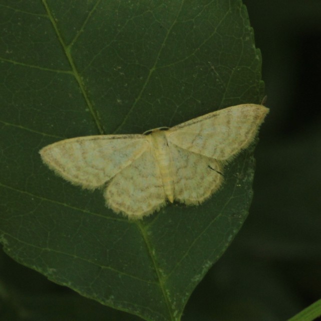 Idaea dilutaria - napvirág-apróaraszoló
