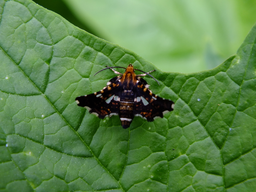 Thyris fenestrella - gyakori ablakosmoly