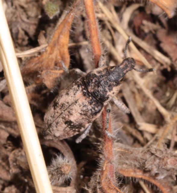 Pachycerus madidus - tarka barkó