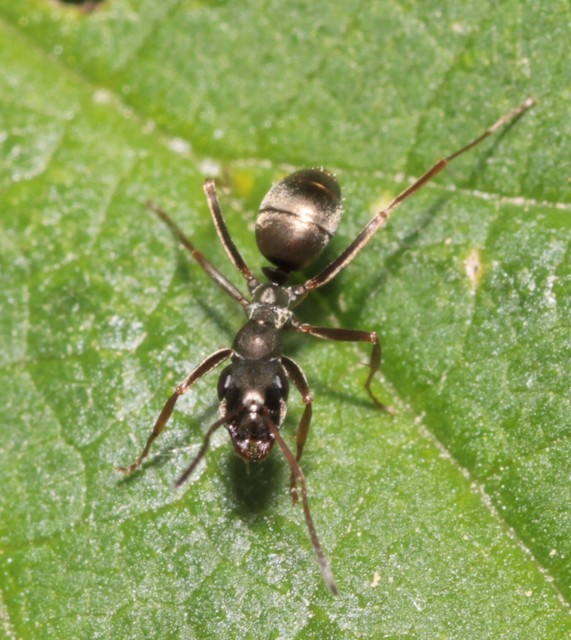Formica fusca - kormos rabszolgahangya