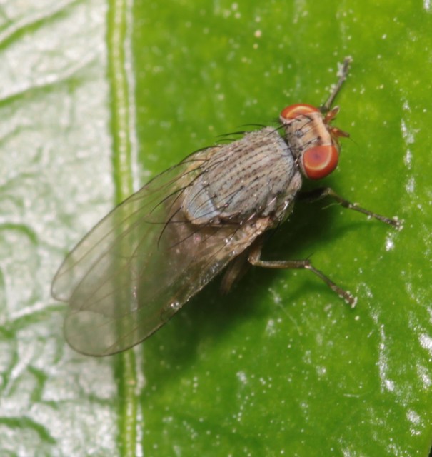 Minettia