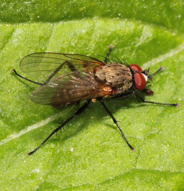 Anthomyiidae - viráglegyek