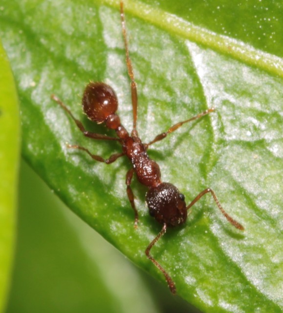 Myrmica rubra - közönséges bütyköshangya