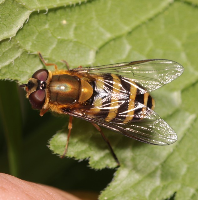 Syrphus
