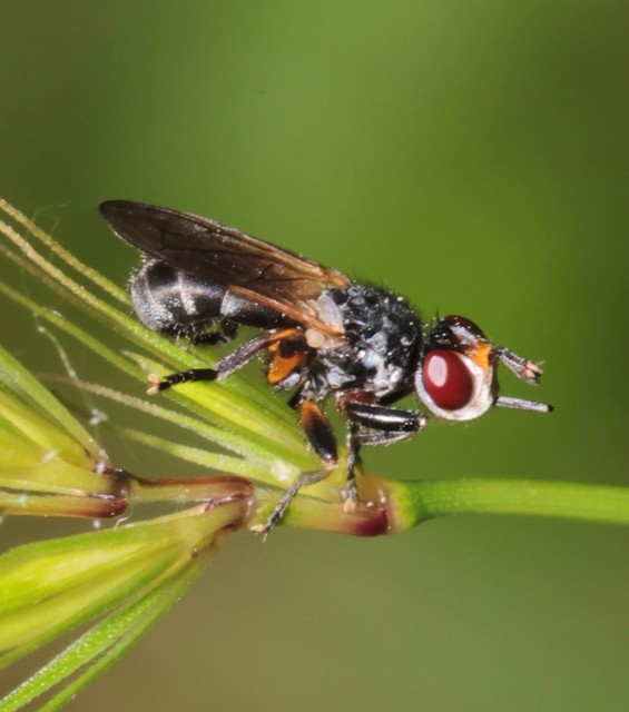 Thecophora