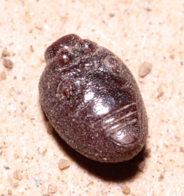 Otiorhynchus ovatus - apró gyalogormányos