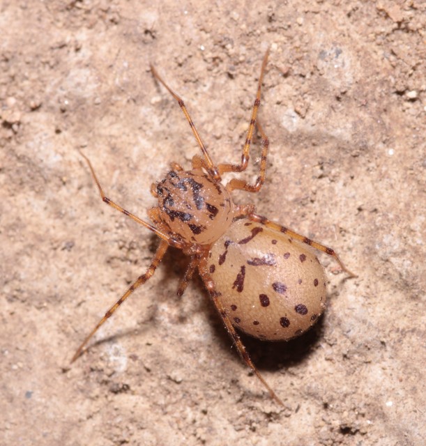 Scytodes thoracica - közönséges csupaszpók