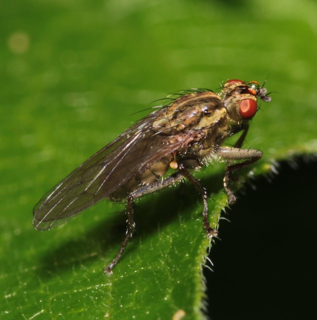 Scathophaga stercoraria - közönséges trágyalégy