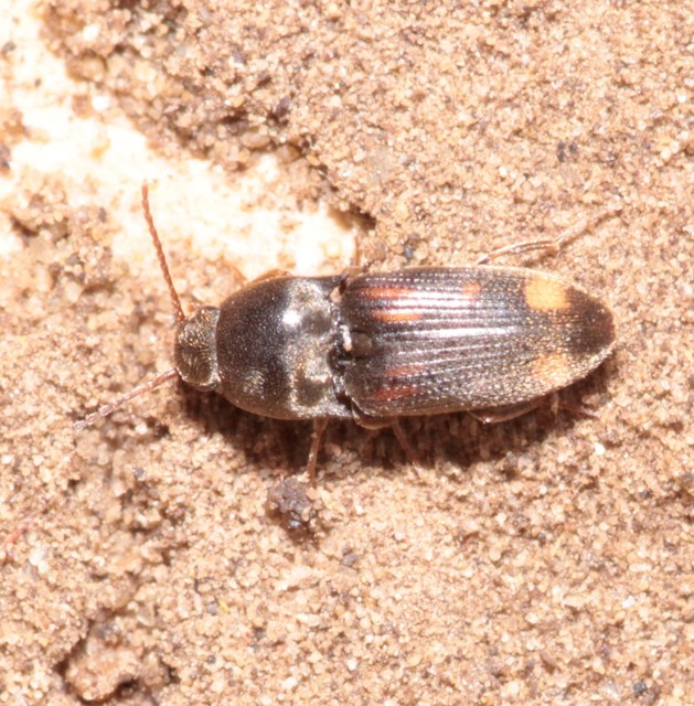 Drasterius bimaculatus - változékony pattanó